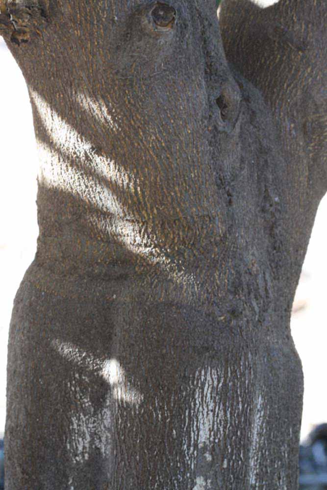              Bark (Riverside, CA)       